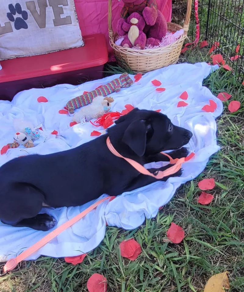 Shadow  Truly The thumbnail 4