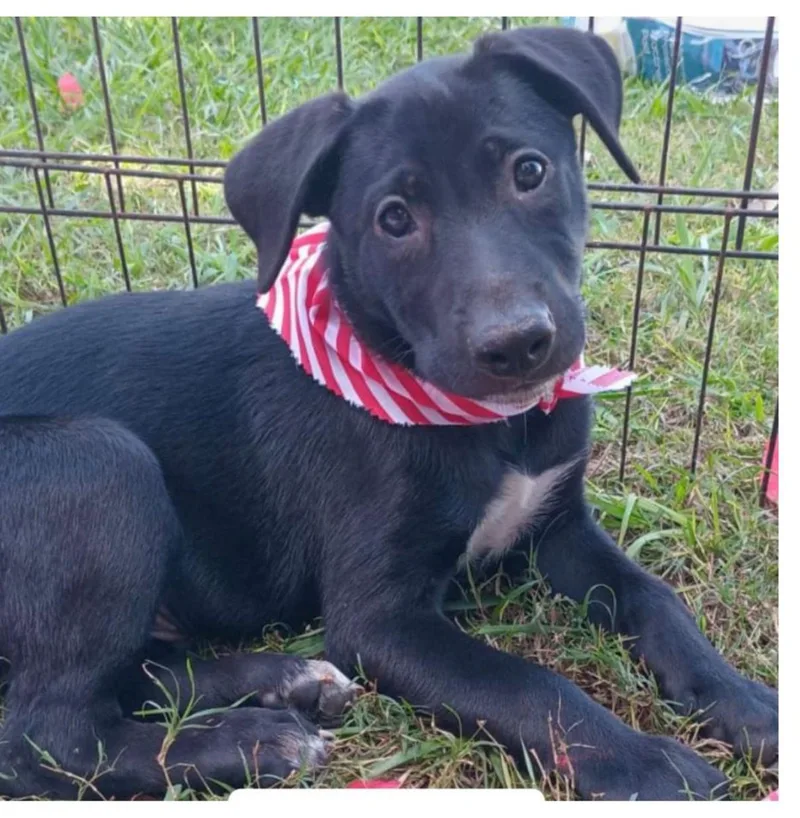 A baby medium-sized male Black Black Labrador Retriever dog named Shadow  Truly The for adoption in New York, NY