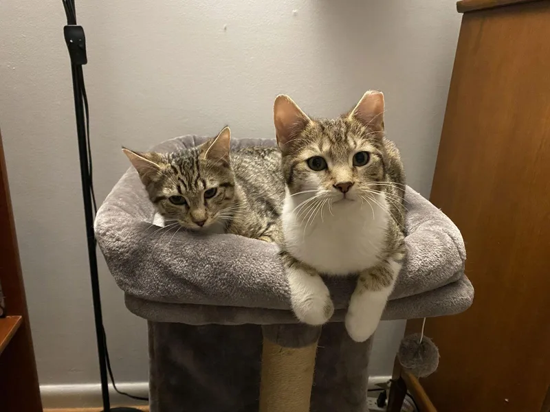 Franky Willow Grove Ps thumbnail 2