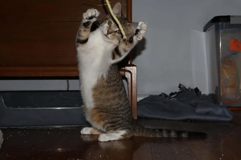 Pretzel  Willow Grove thumbnail 3