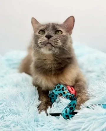 Onomatopoeia thumbnail 2