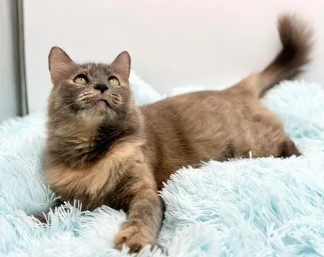 Onomatopoeia thumbnail 3