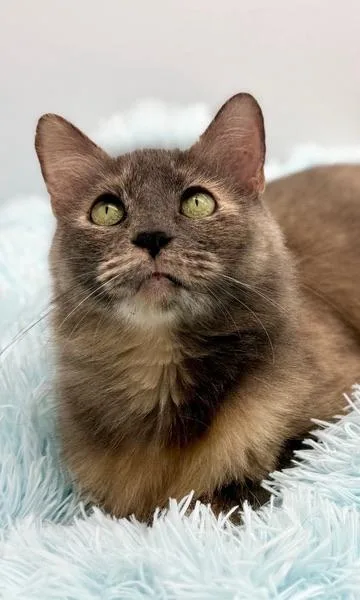 Onomatopoeia thumbnail 4