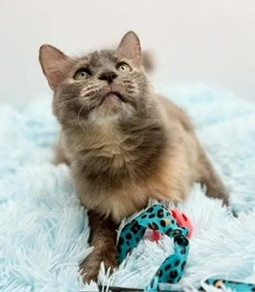 Onomatopoeia thumbnail 5