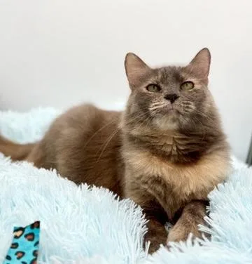 Onomatopoeia thumbnail 6