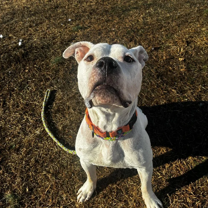 Mr. Rogers thumbnail 2