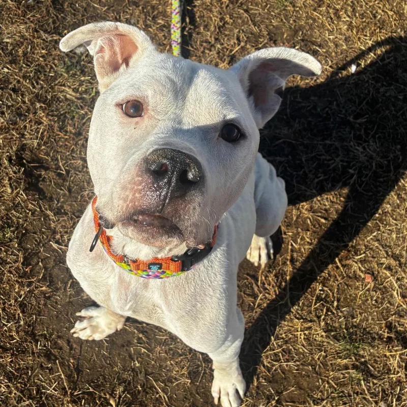 Mr. Rogers thumbnail 3