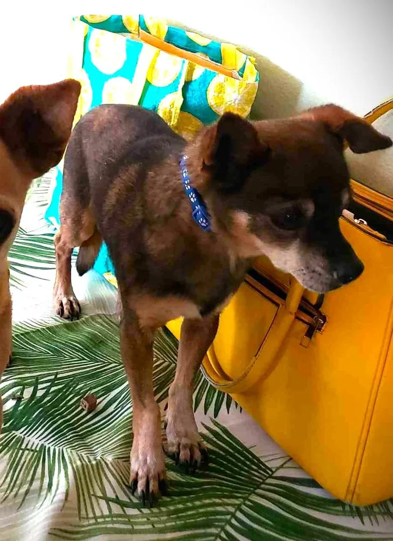 Espresso thumbnail 4