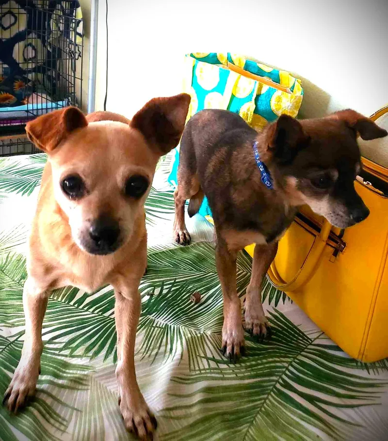 Espresso thumbnail 5