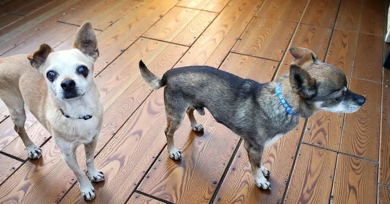 Espresso thumbnail 6