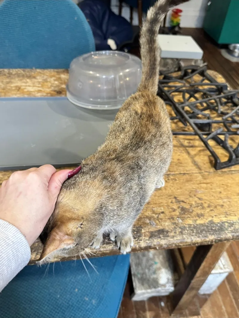 Zelda Fitzgerald thumbnail 2