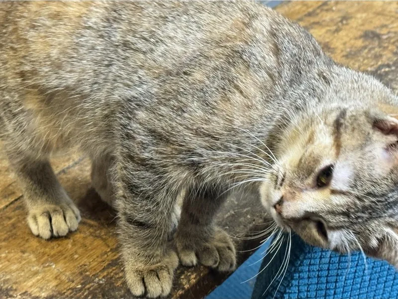 Zelda Fitzgerald thumbnail 3