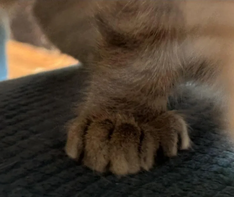 Zelda Fitzgerald thumbnail 4