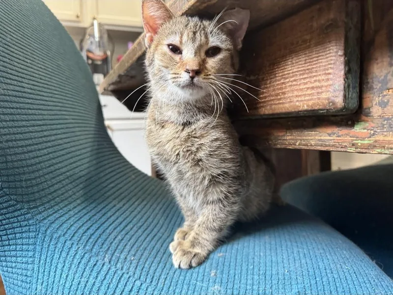 Zelda Fitzgerald thumbnail 5