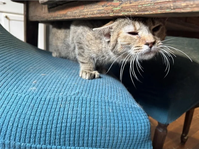 Zelda Fitzgerald thumbnail 6