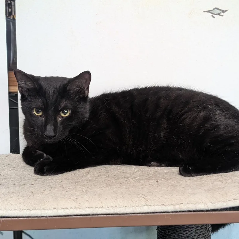 A young medium-sized male Black Domestic Short Hair cat named Indiana for adoption in Long Beach, CA