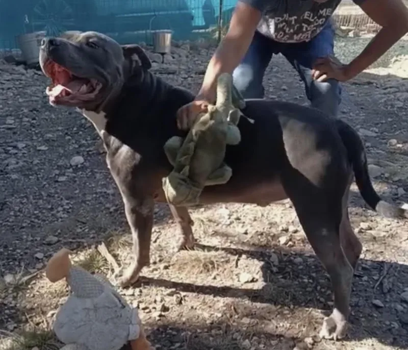 Cesar > Bleeding Heart thumbnail 2