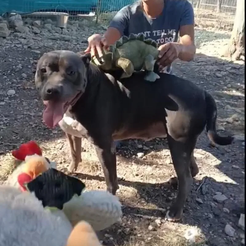 Cesar > Bleeding Heart thumbnail 3