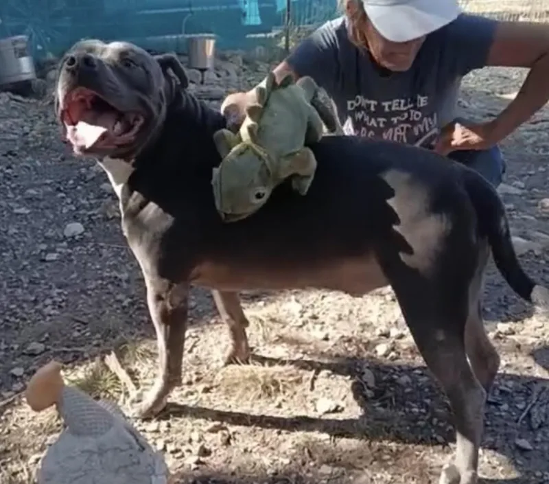 Cesar > Bleeding Heart