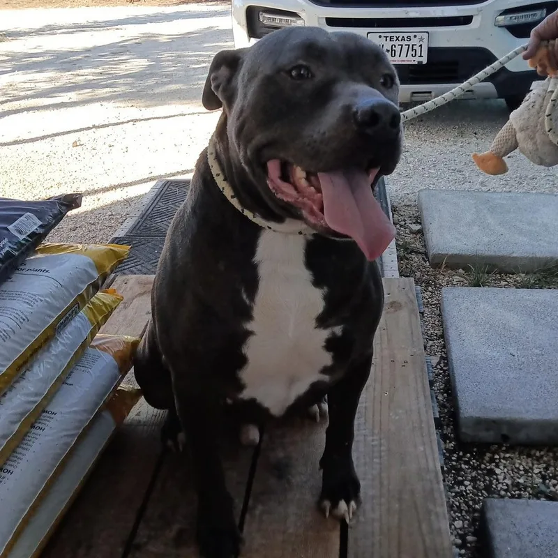 Cesar > Bleeding Heart thumbnail 5