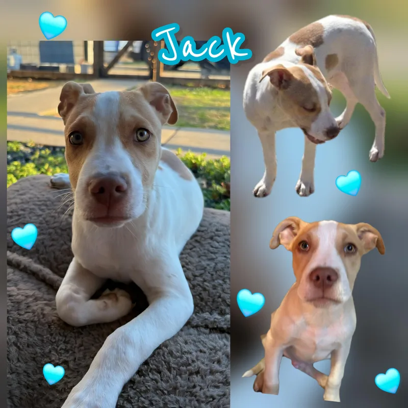 Jack