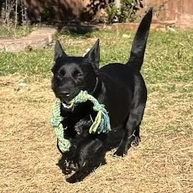 Berry  Super Sweet thumbnail 2