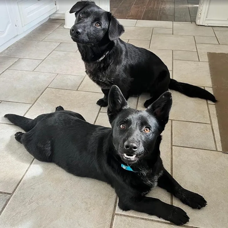 Berry  Super Sweet photo 1