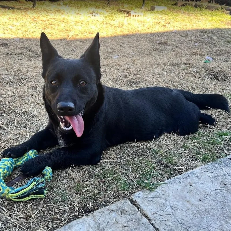 Berry  Super Sweet thumbnail 4