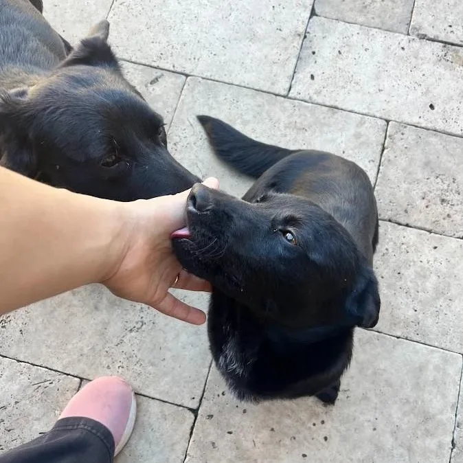 Berry  Super Sweet thumbnail 5