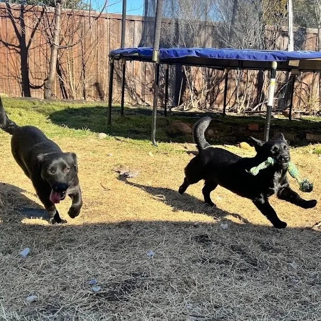 Berry  Super Sweet thumbnail 6