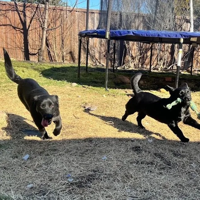 Shortcake  Loving Lb thumbnail 2