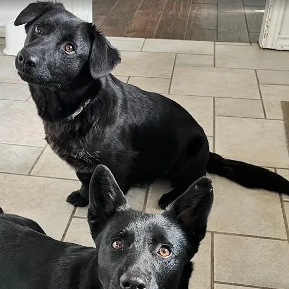 Shortcake  Loving Lb thumbnail 3