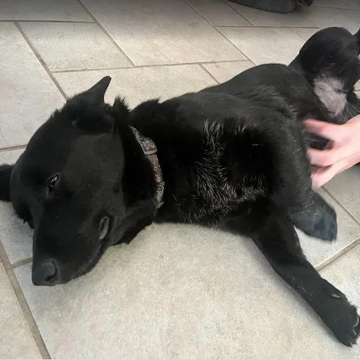 Shortcake  Loving Lb thumbnail 4