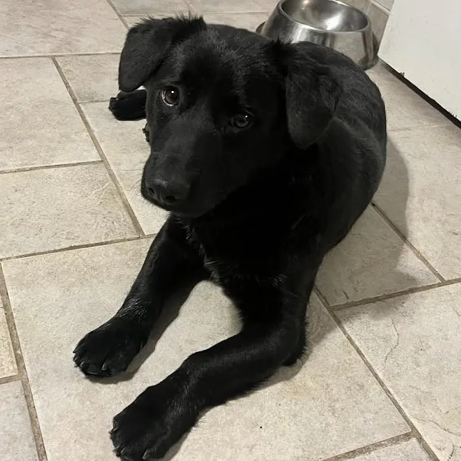 Shortcake  Loving Lb thumbnail 6