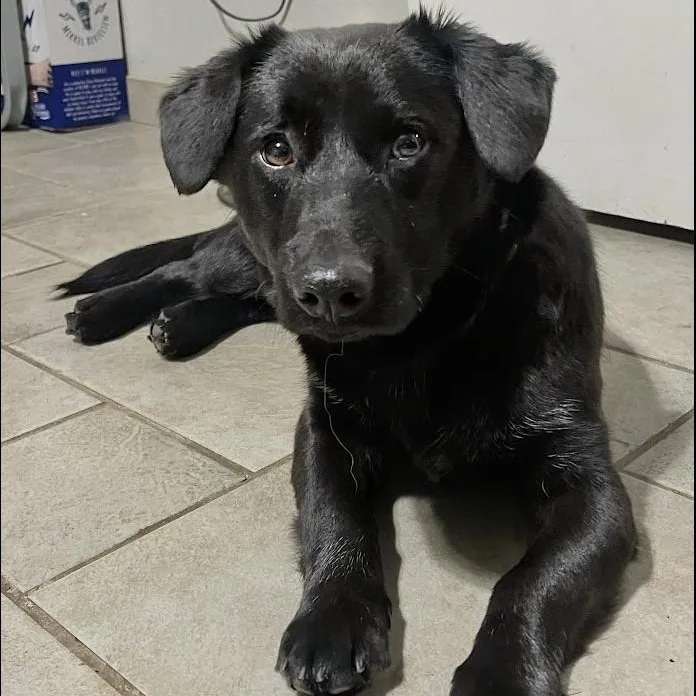 Shortcake  Loving Lb photo 1