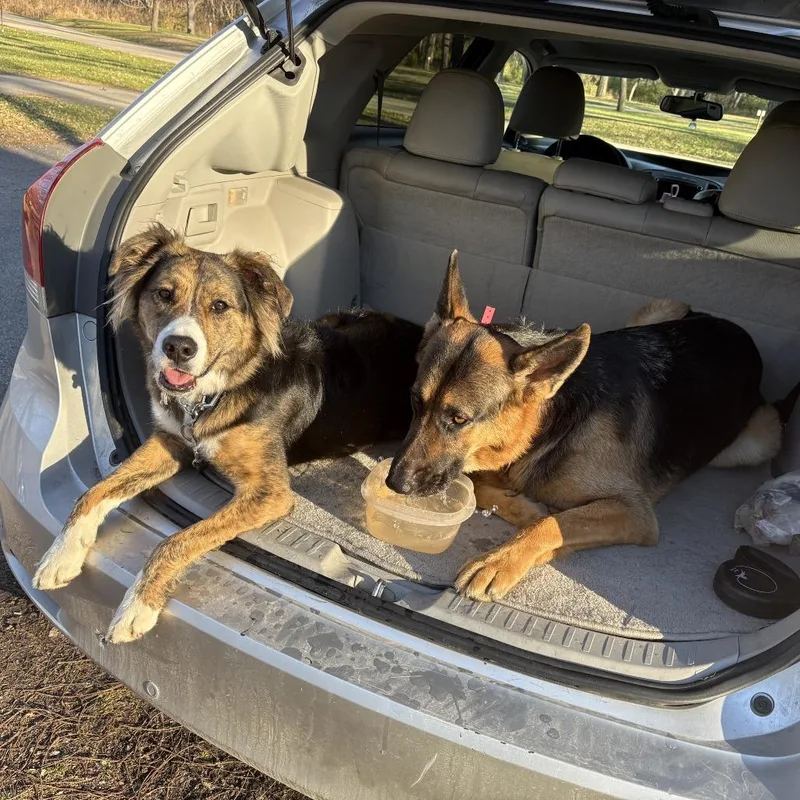 Zeus Courtesy Listing thumbnail 4