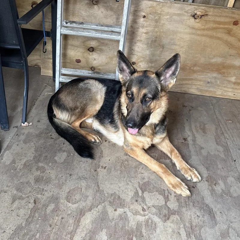 Zeus Courtesy Listing thumbnail 5