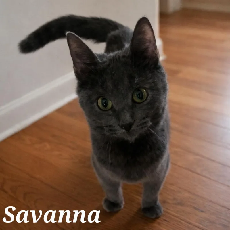 Savanna