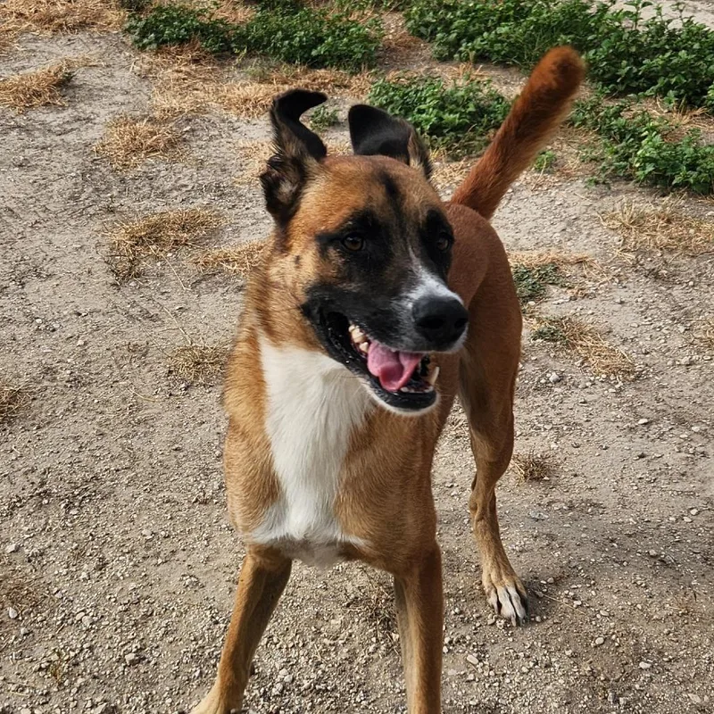 Dodger Jum thumbnail 2