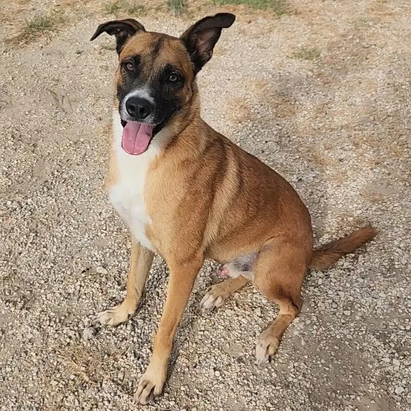 Dodger Jum thumbnail 3