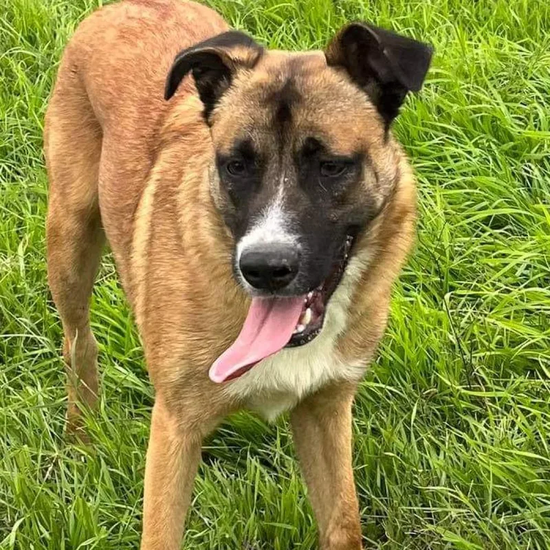 Dodger Jum thumbnail 5