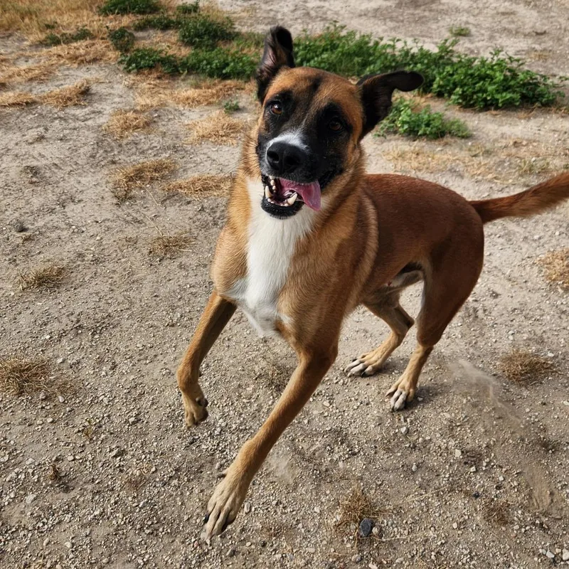 Dodger Jum thumbnail 6