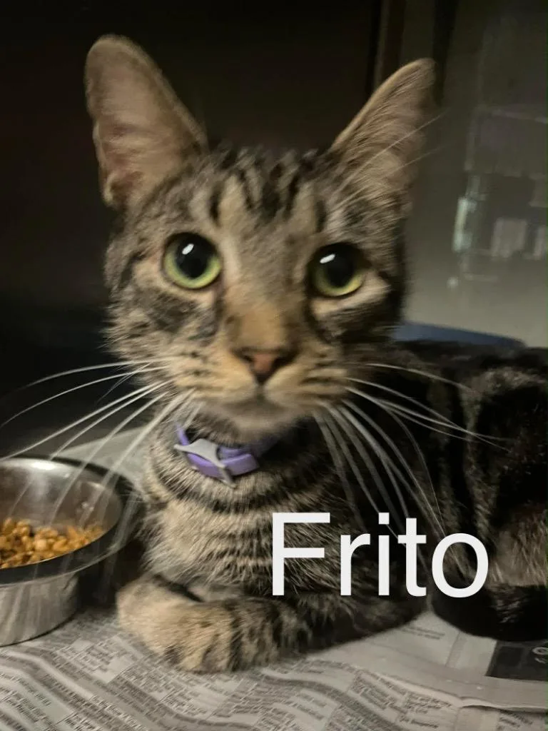 Frito