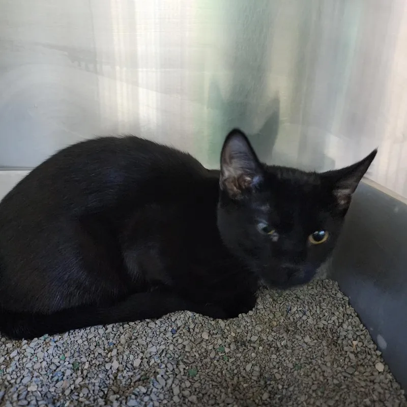 Heffalumps thumbnail 2