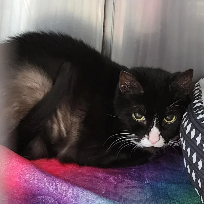 Table Scraps thumbnail 2