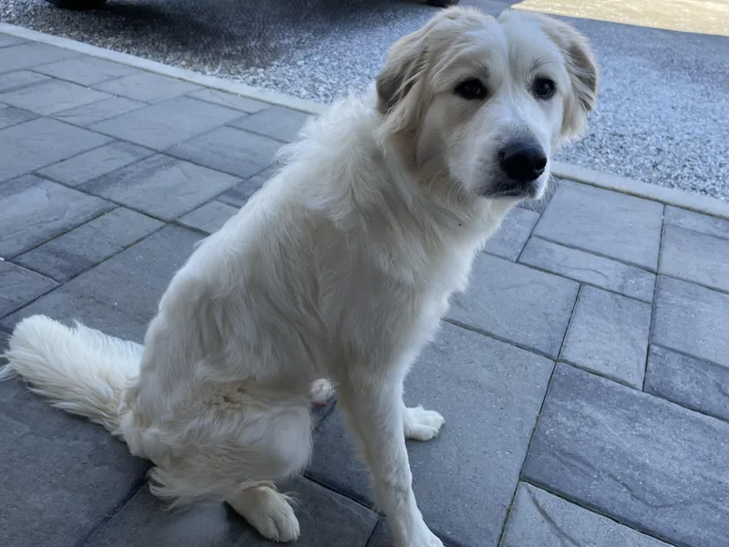 Mr. Pickles thumbnail 2