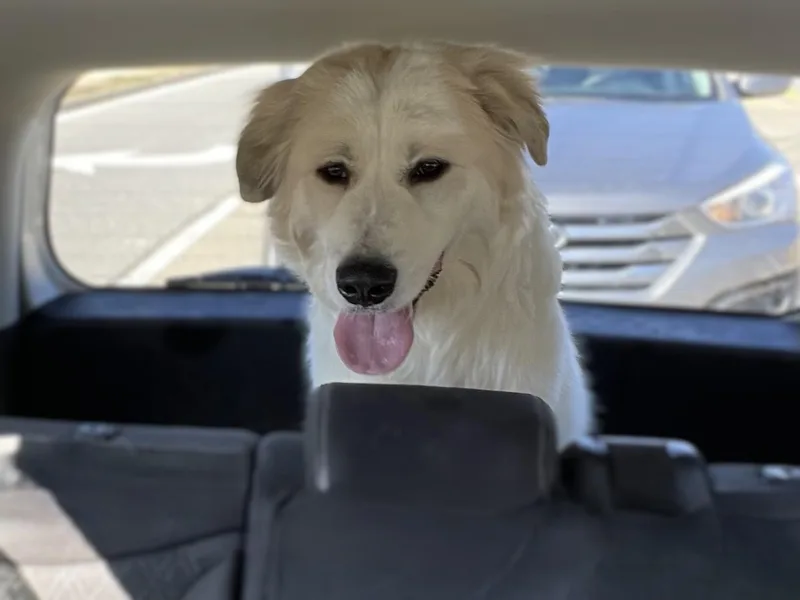 Mr. Pickles thumbnail 3