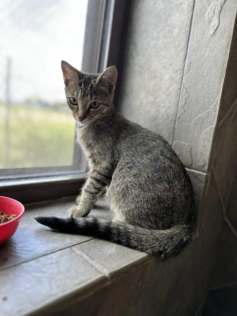 Snowdrop thumbnail 3