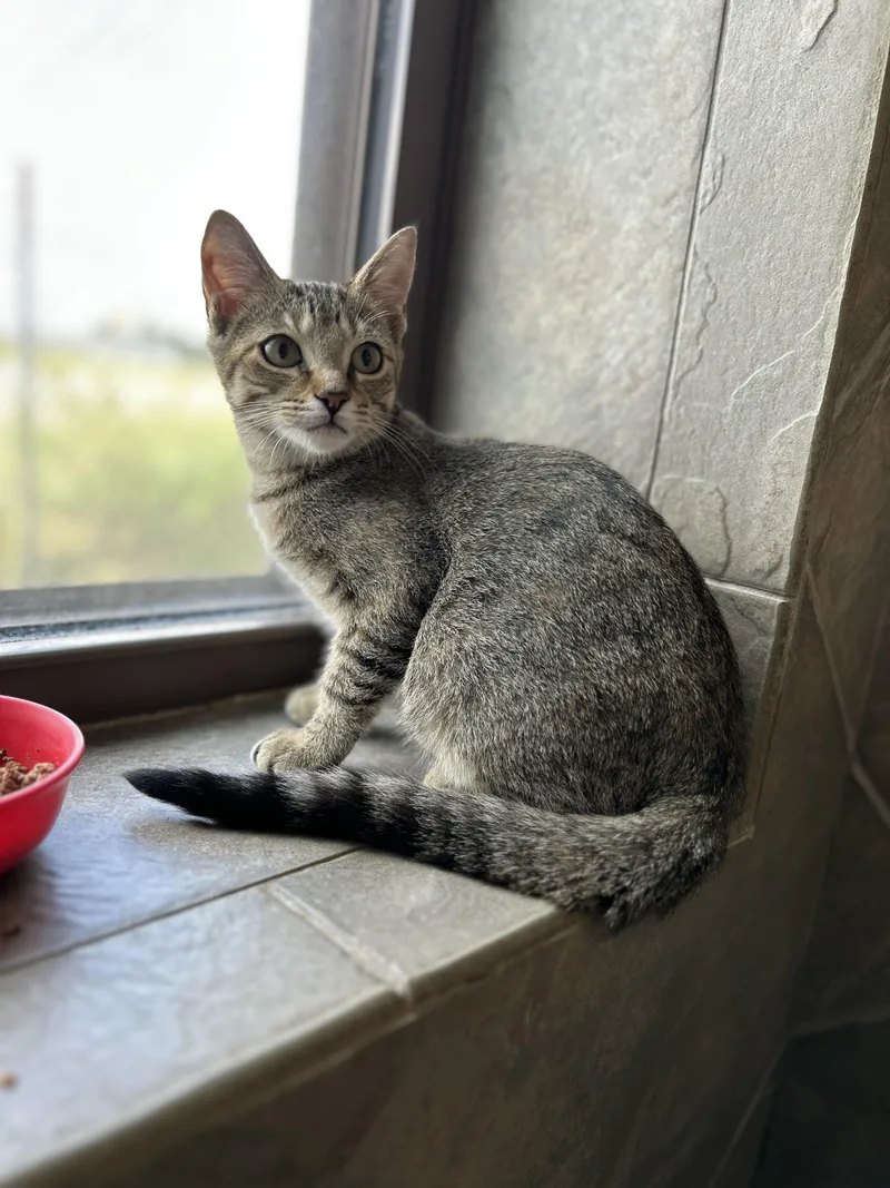 Snowdrop thumbnail 5