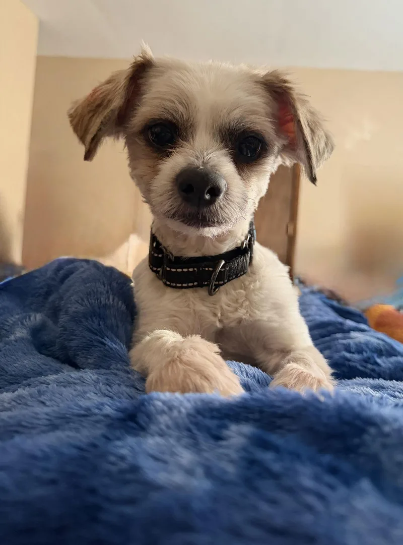 Leonardo thumbnail 2